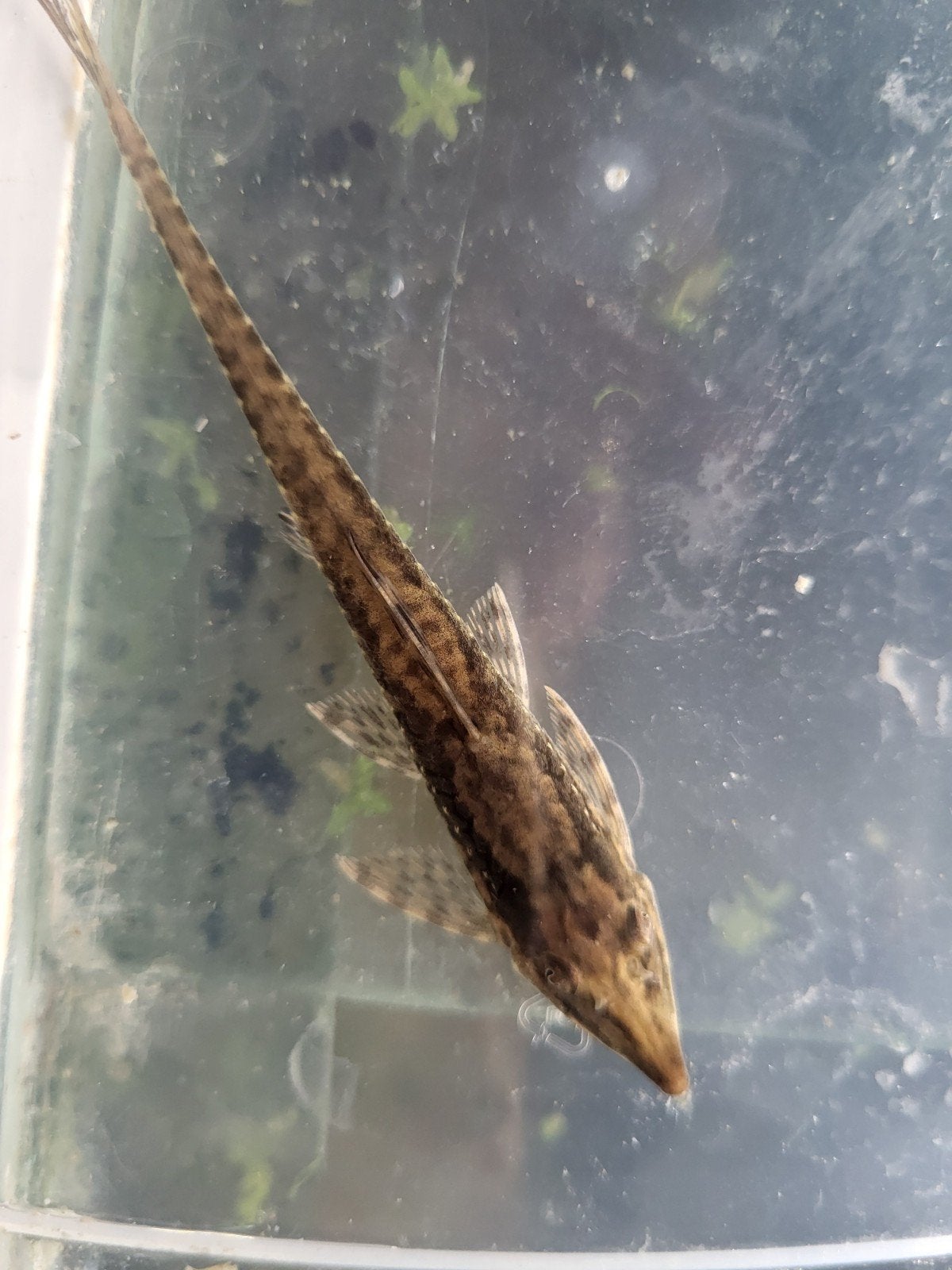 wildvang Sturisoma rostratum, Vis, Zoetwatervis