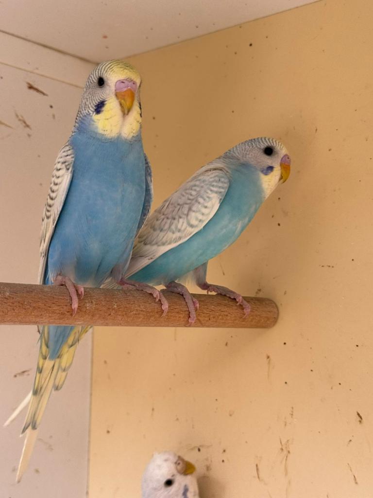 Jonge grasparkieten om tam te maken, Dieren en Toebehoren, Vogels | Parkieten en Papegaaien, Meerdere dieren, Parkiet, Tam