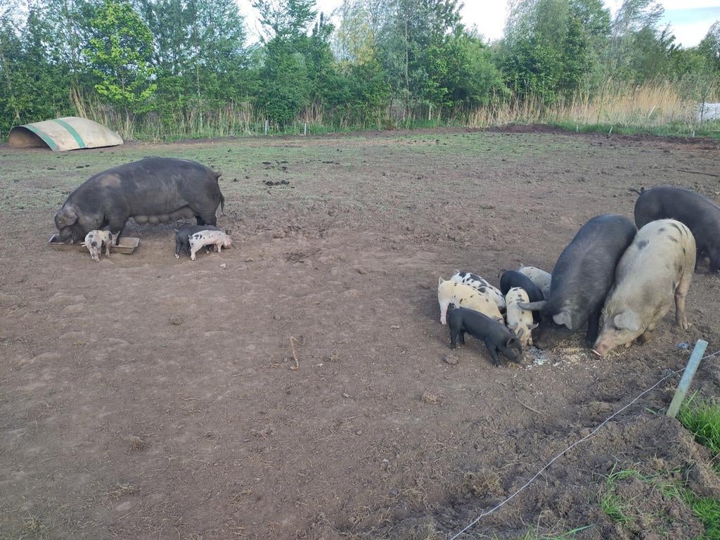 Mooie buiten biggen, Meerdere dieren, Geit