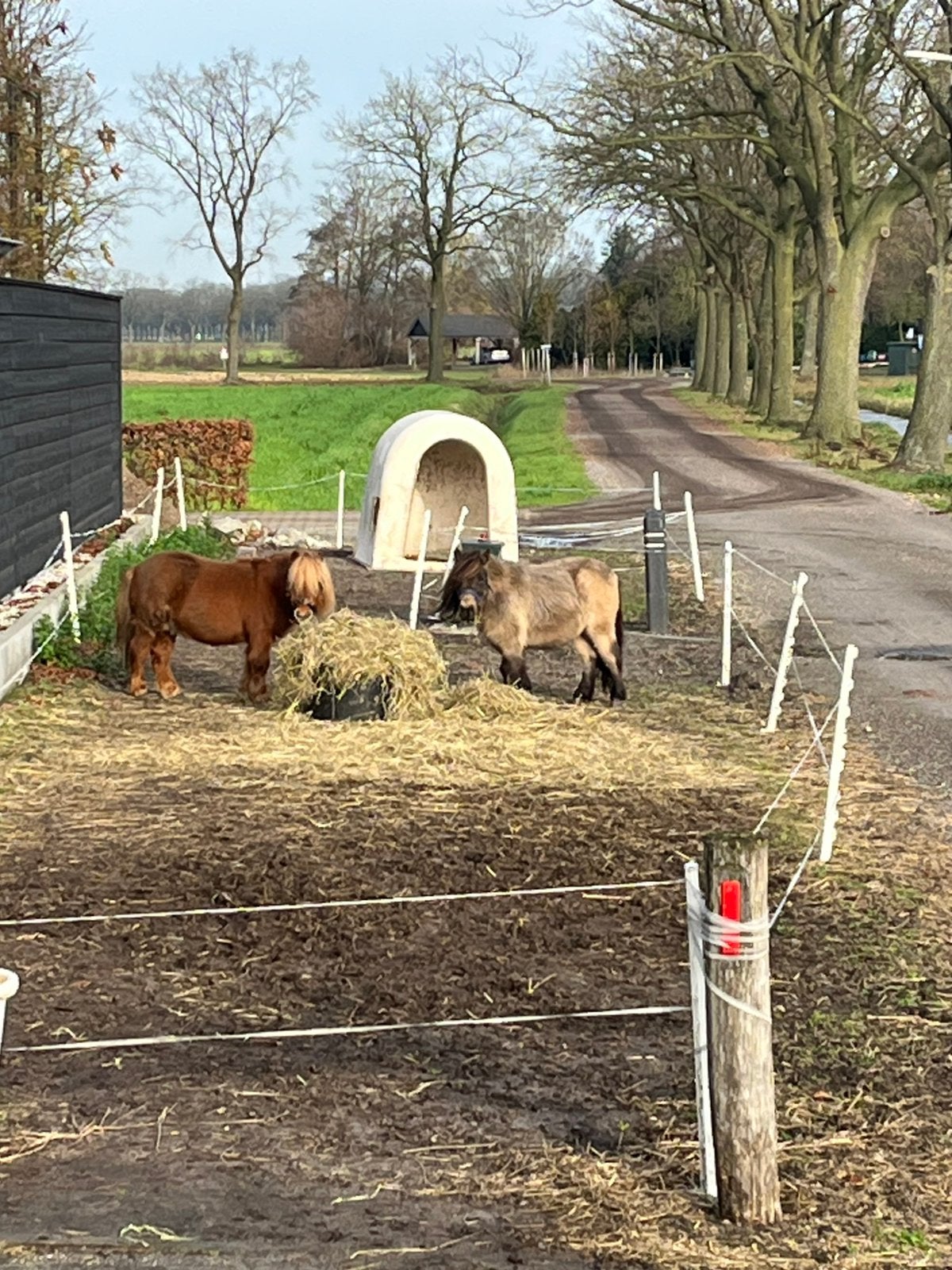 2 mini shetlanders te koop, Ruin, Ontwormd, 3 tot 6 jaar