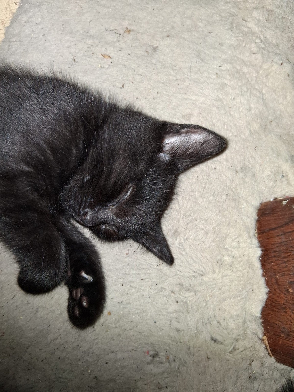 Nog 3 schattige kittens, Meerdere dieren