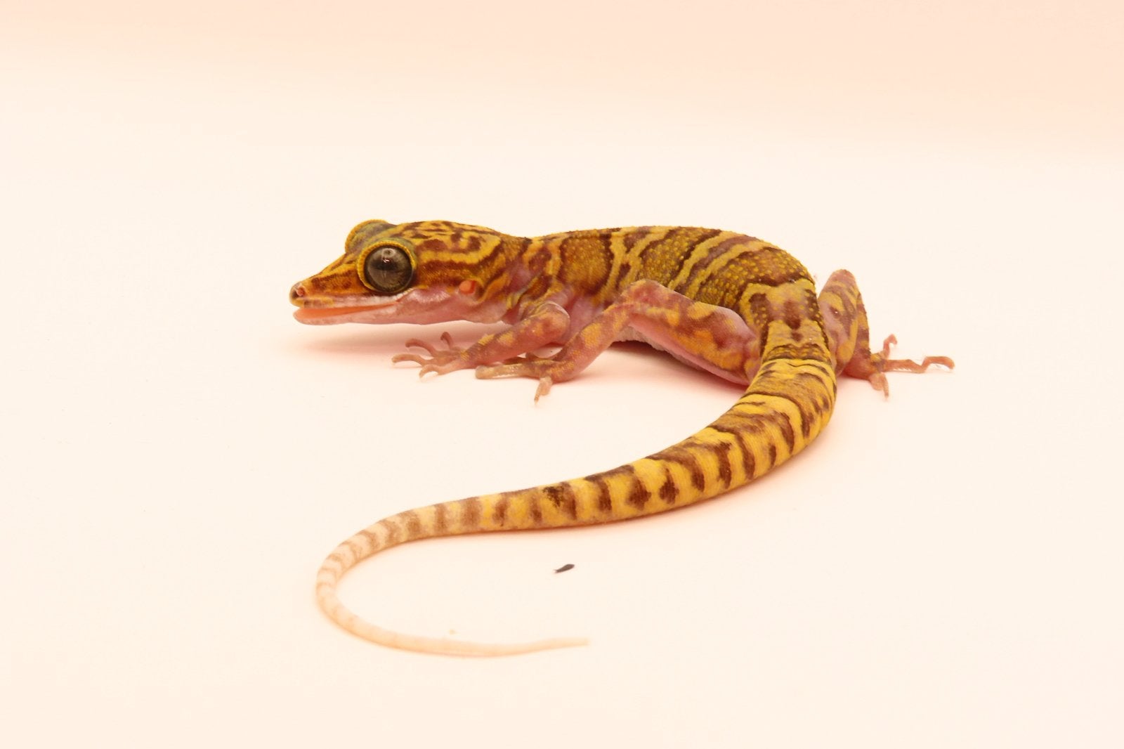 1.0 cyrtodactylus chanhomeae, Dieren en Toebehoren, Reptielen en Amfibieën, Slang, 0 tot 2 jaar