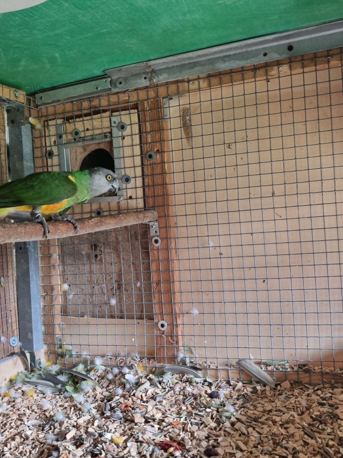 koppel bonte boer, Dieren en Toebehoren, Vogels | Parkieten en Papegaaien, Meerdere dieren, Papegaai, Tam