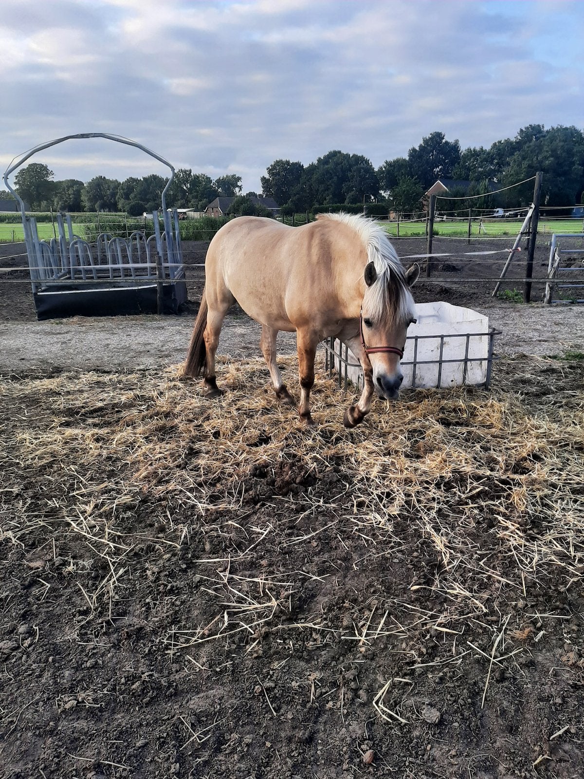 Lieve fjordenruin te koop, B, Ruin, Ontwormd, 11 jaar of ouder