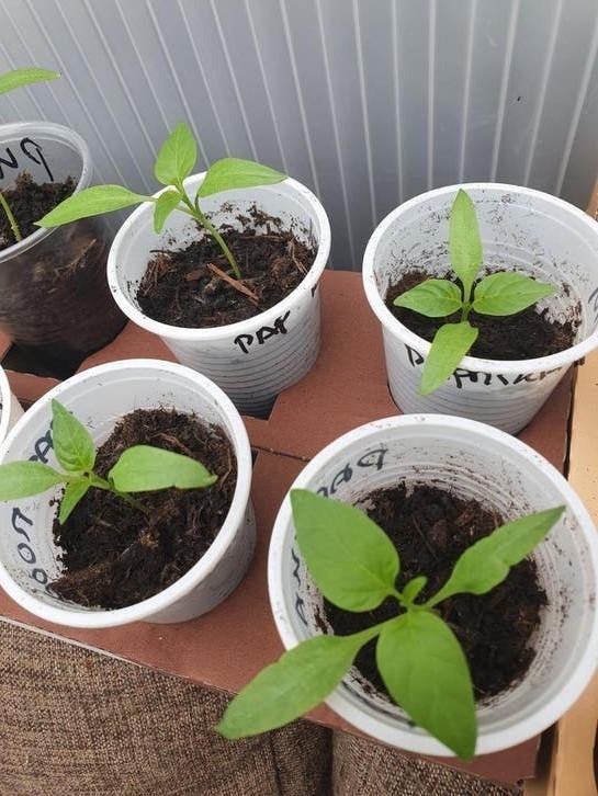 blok paprika  puntpaprika plantjes - Moestuin stekjes, Tuin en Terras, Planten | Tuinplanten, Eenjarig, Groenteplanten, Volle zon