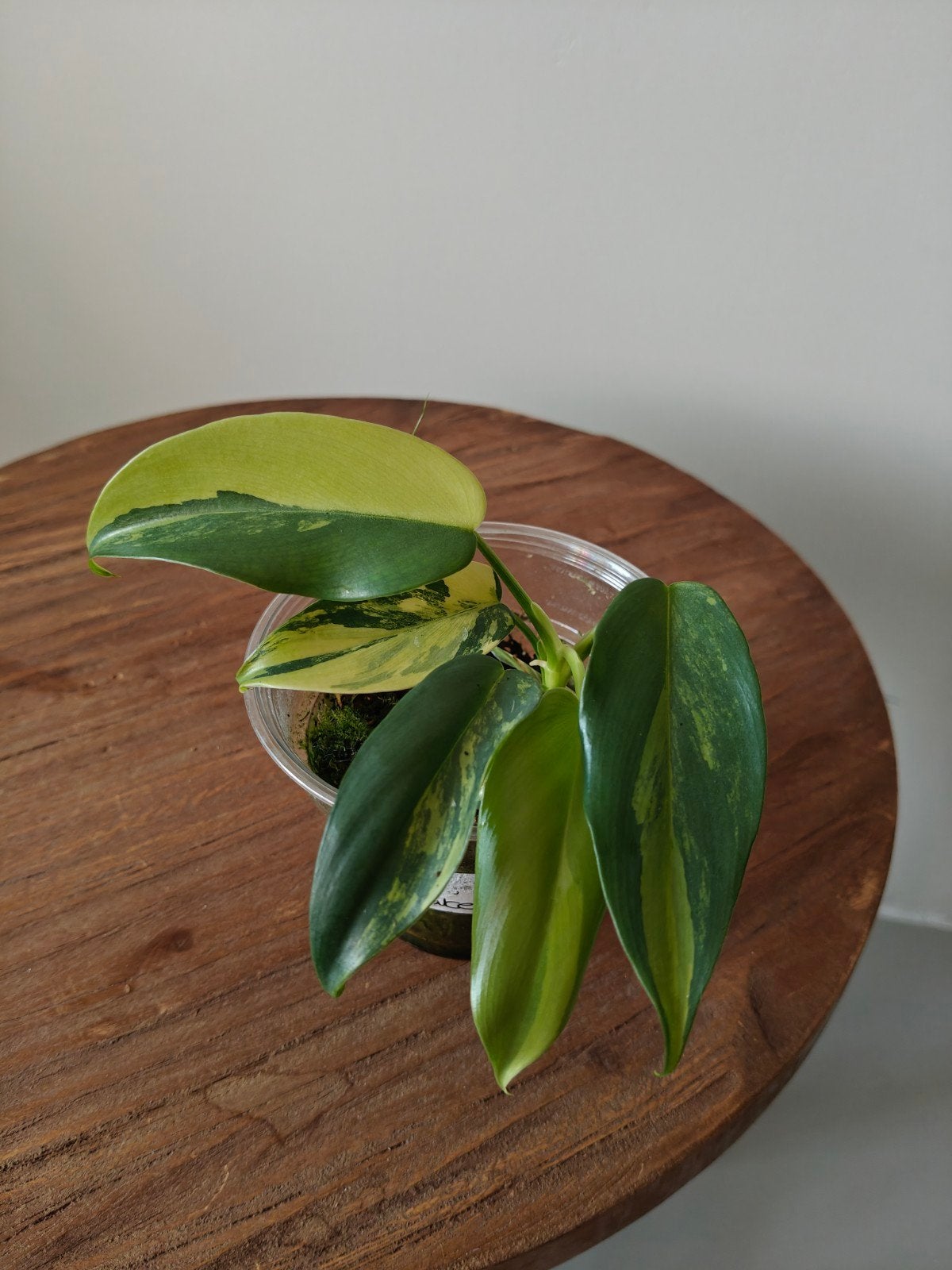 Philodendron Hastatum 'Silver Sword' Variegata, Huis en Inrichting, Overige soorten, Minder dan 100 cm, Groene kamerplant, Halfschaduw