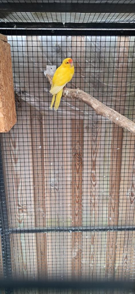 Jonge kakarikies, Dieren en Toebehoren, Vogels | Parkieten en Papegaaien, Meerdere dieren, Parkiet, Geringd