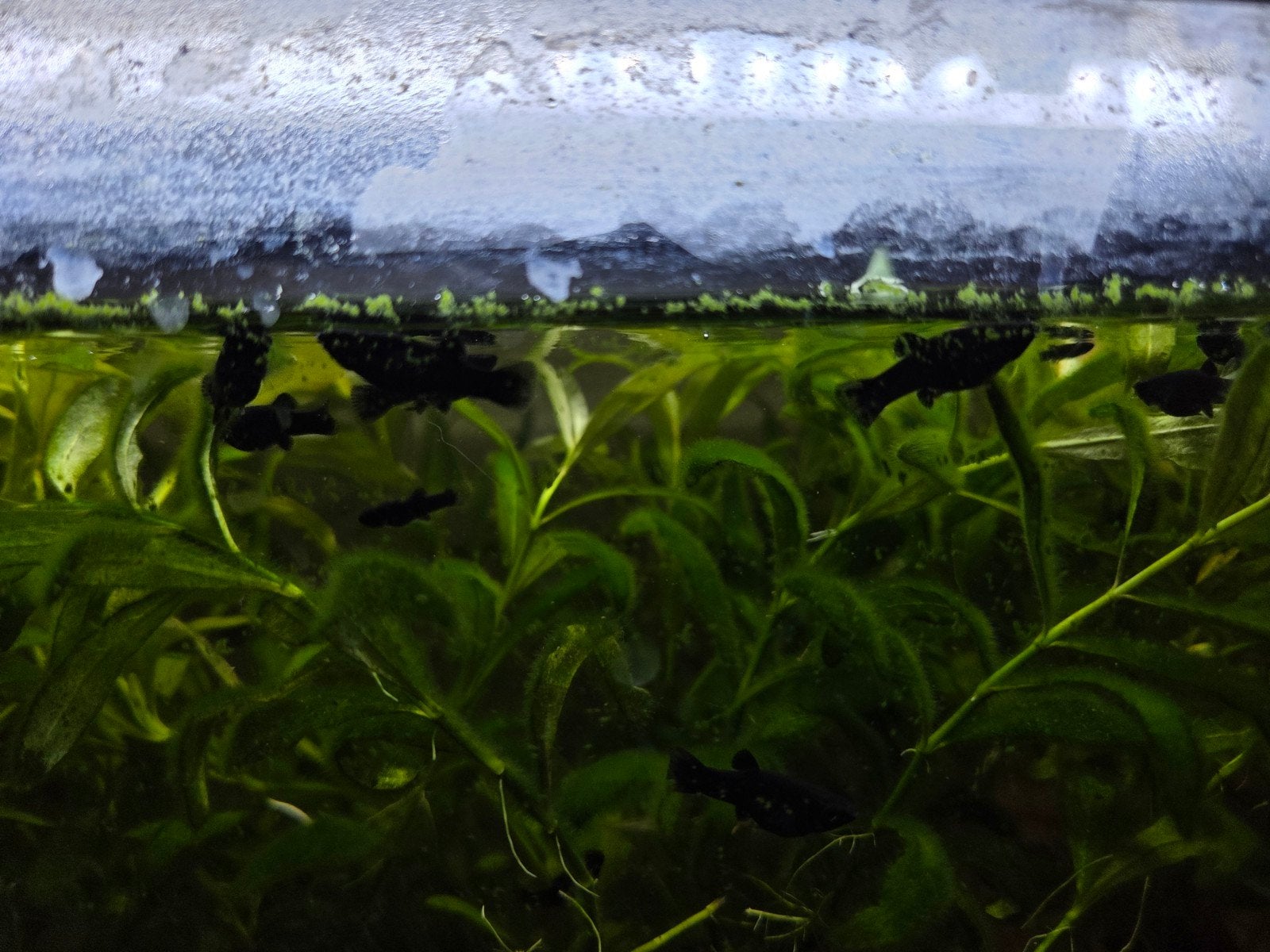 Black molly's babyvisjes