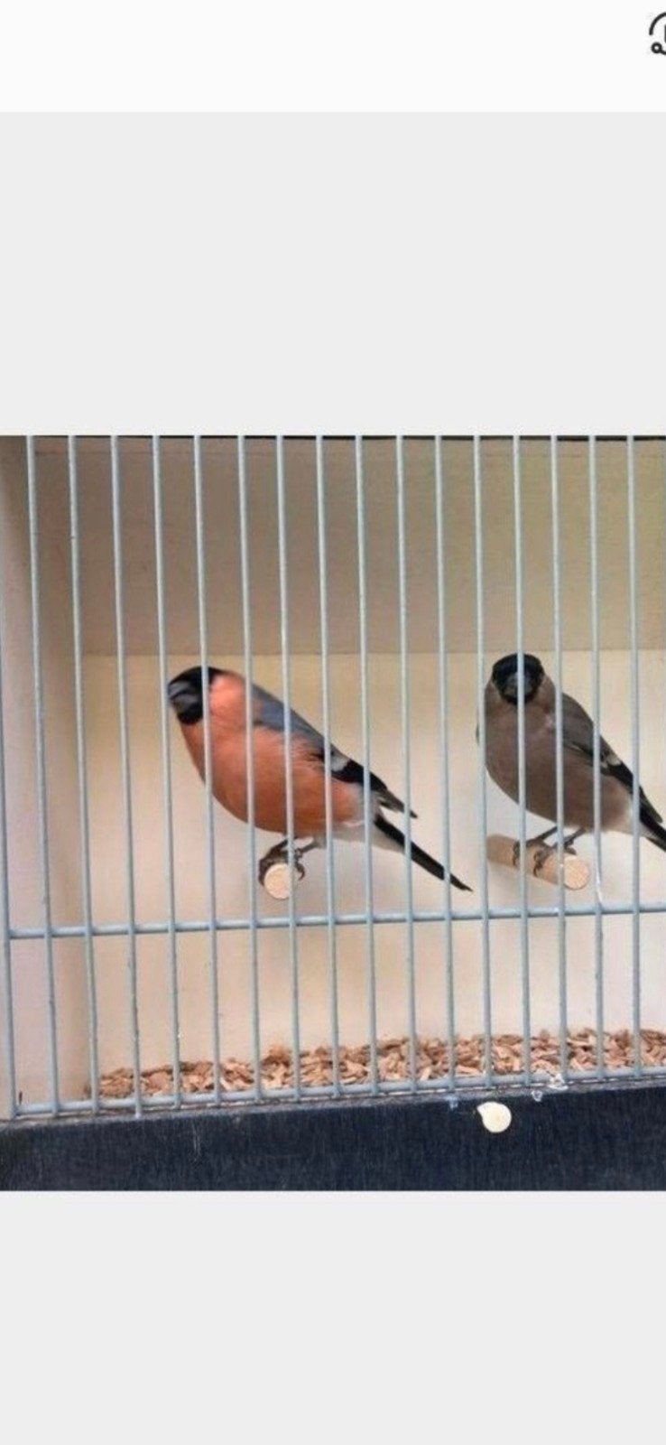 noordse goudvinken, Dieren en Toebehoren, Meerdere dieren