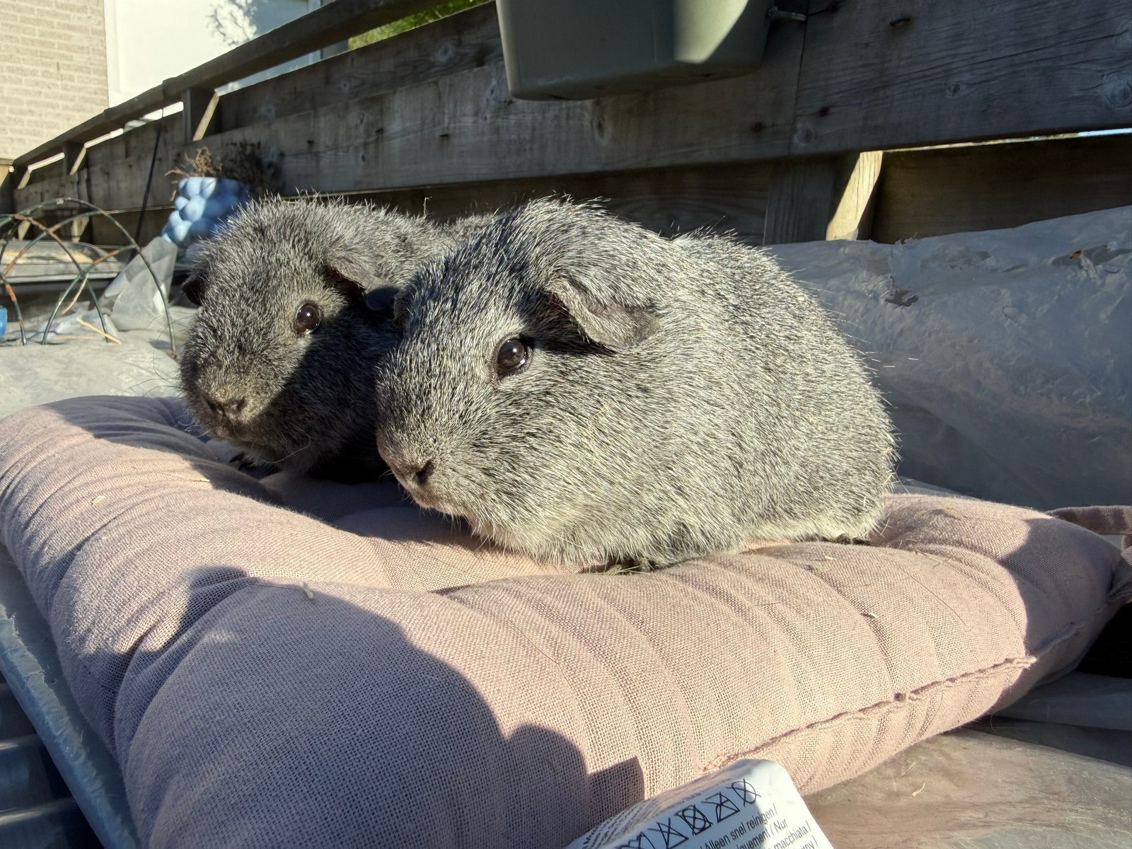 Lieve Rex mannen zoeken jou, Cavia, Februari, Mannelijk, Tam