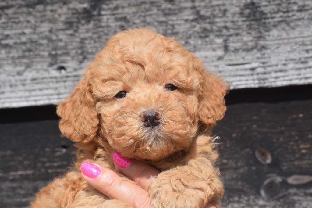 Poedel pups prachtige keuze, Poedel, België, 15 weken tot 1 jaar, Meerdere