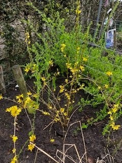 Forsythia intermedia ''Courtalin'' of Chinees klokje, Tuin en Terras, Ophalen, Overige soorten, Struik, Minder dan 100 cm