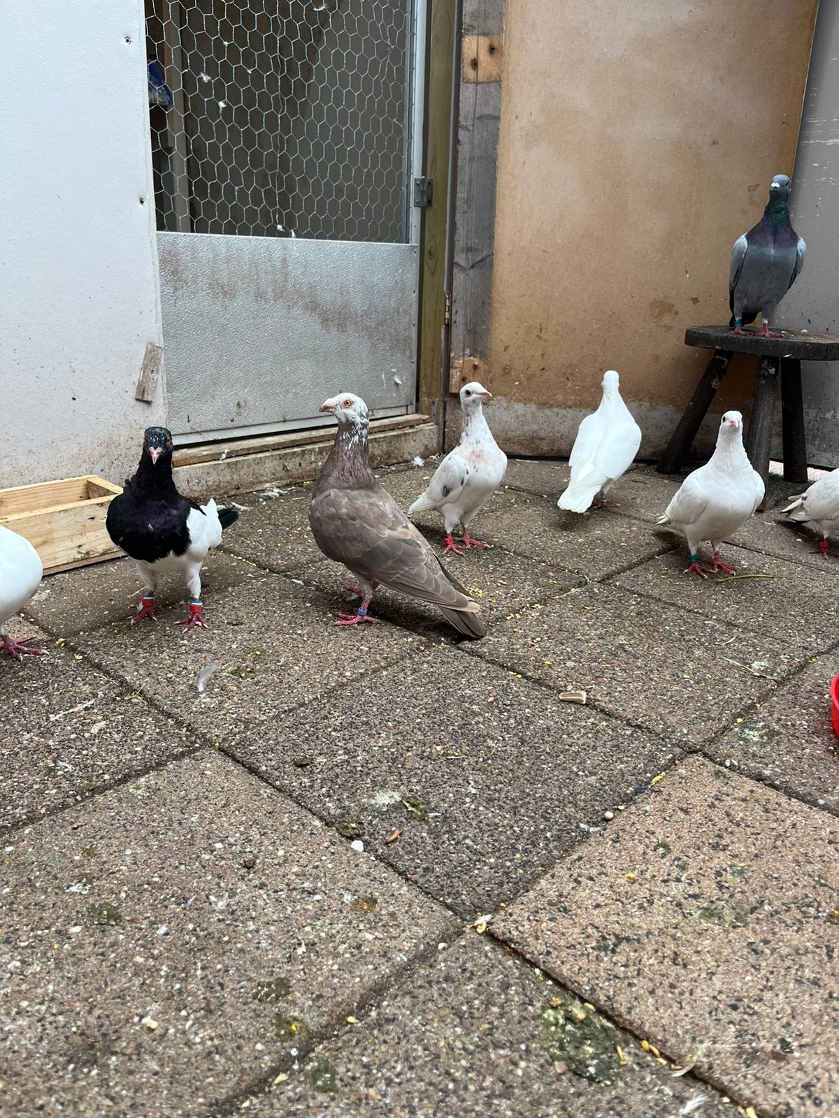 Kijk bij de omschriving, Dieren en Toebehoren, Meerdere dieren, Postduif