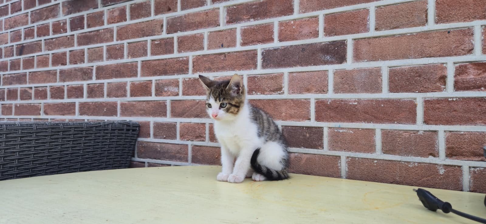 jonge poesjes, Dieren en Toebehoren, Meerdere dieren, Kortharig, 0 tot 2 jaar