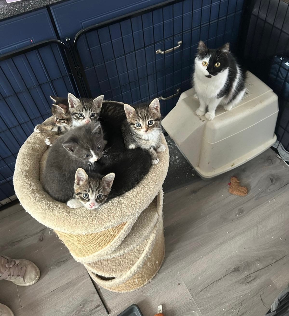 Prachtige kittens zoeken huisje (Noorse boskat), Meerdere dieren, 0 tot 2 jaar