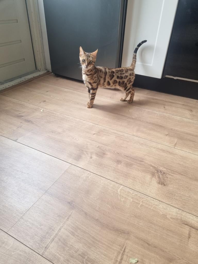Poes bengaal, Dieren en Toebehoren, Katten en Kittens | Raskatten | Korthaar, Poes, Gechipt