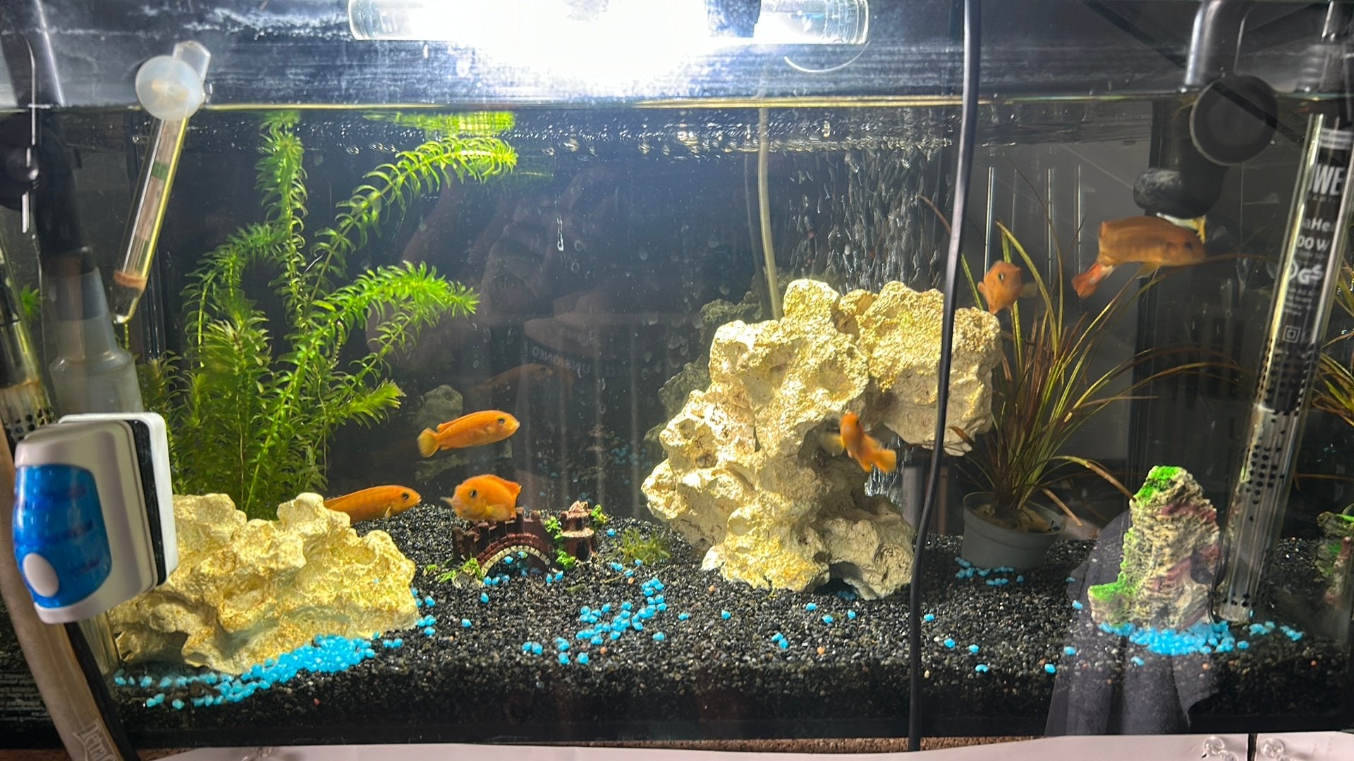 Aquael aquarium met vissen, Dieren en Toebehoren, Ophalen, Gebruikt, Gevuld zoetwateraquarium, Aquael