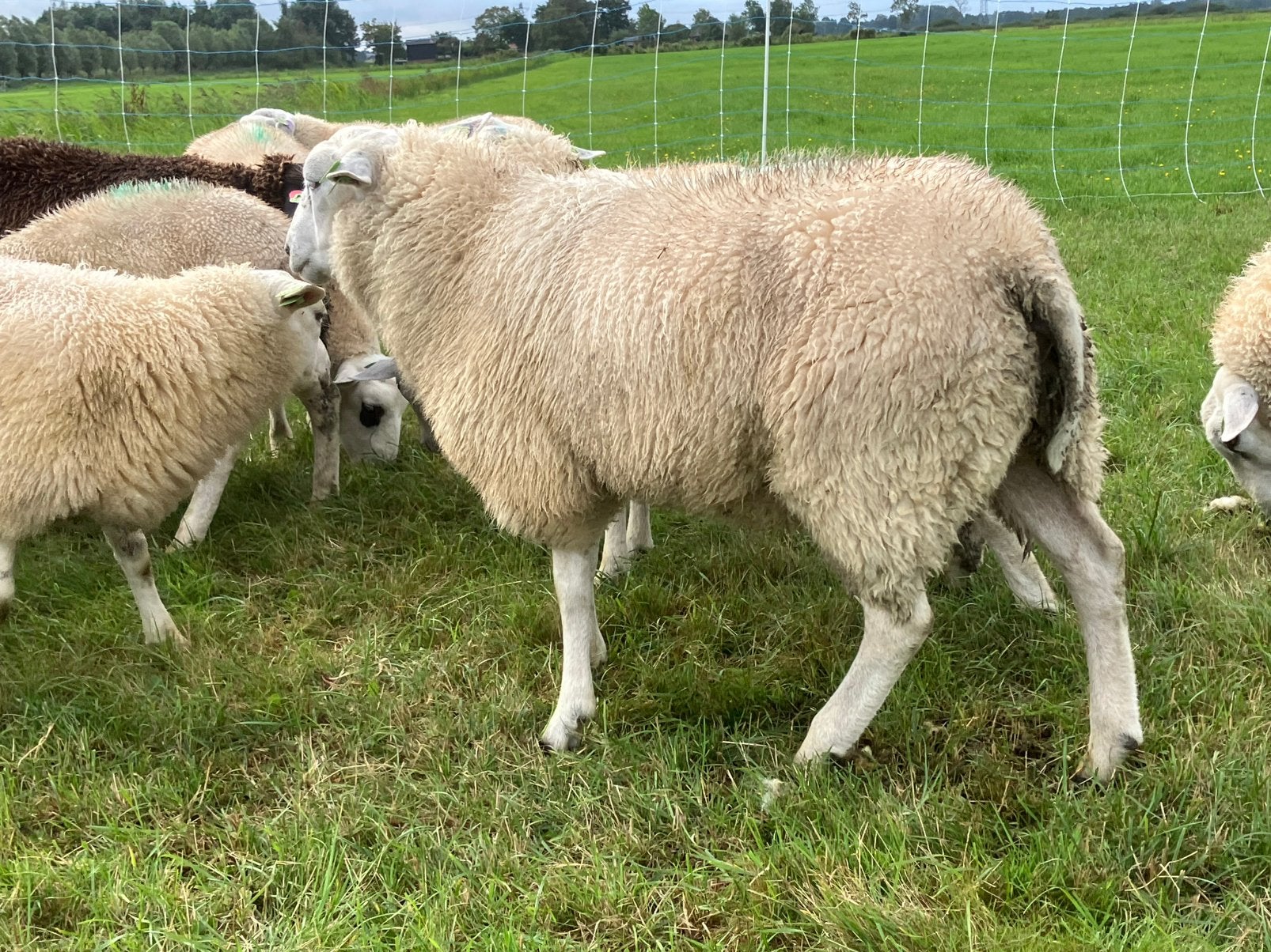 Swifterram dekrammen, Dieren en Toebehoren, Schapen, Geiten en Varkens, Schaap, 0 tot 2 jaar