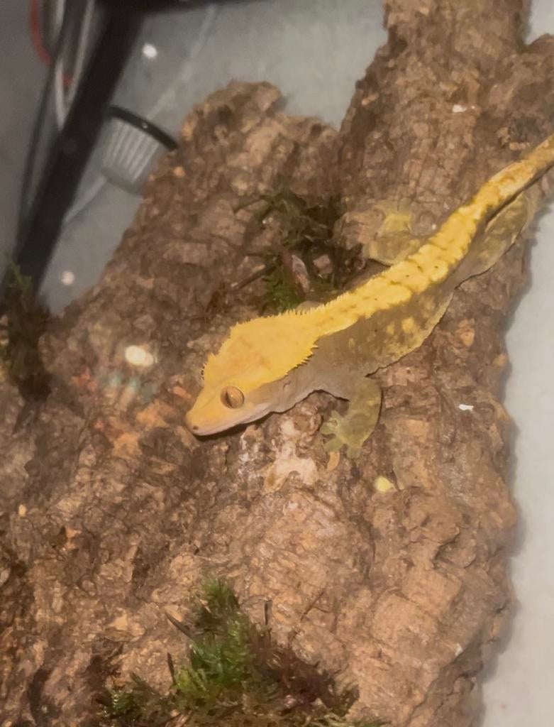 Wimper gekko Crested Gecko - unknown for sale from vince