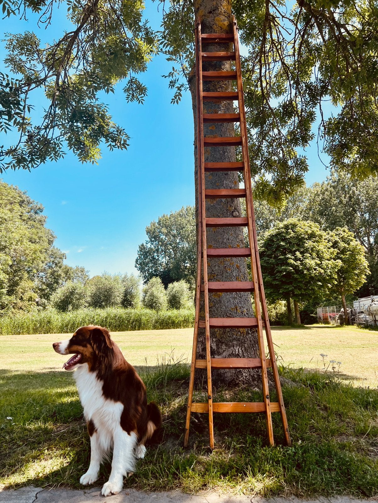 lichtgewicht schilders ladder, Ophalen of Verzenden, Zo goed als nieuw, Ladder, Opvouwbaar of Inschuifbaar