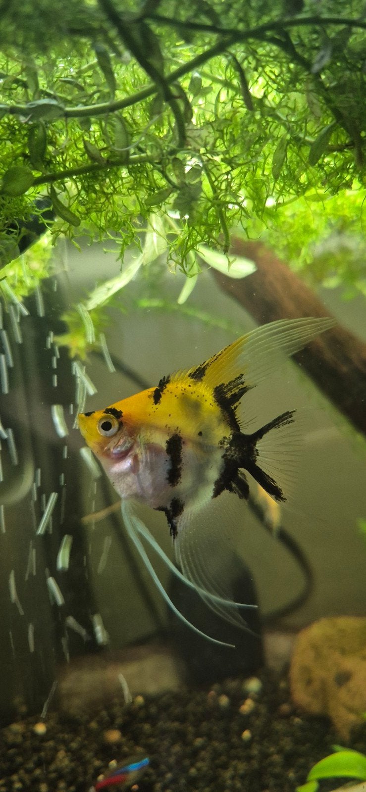 Gratis 2 maanvissen, Dieren en Toebehoren, Vissen | Aquariumvissen, Vis