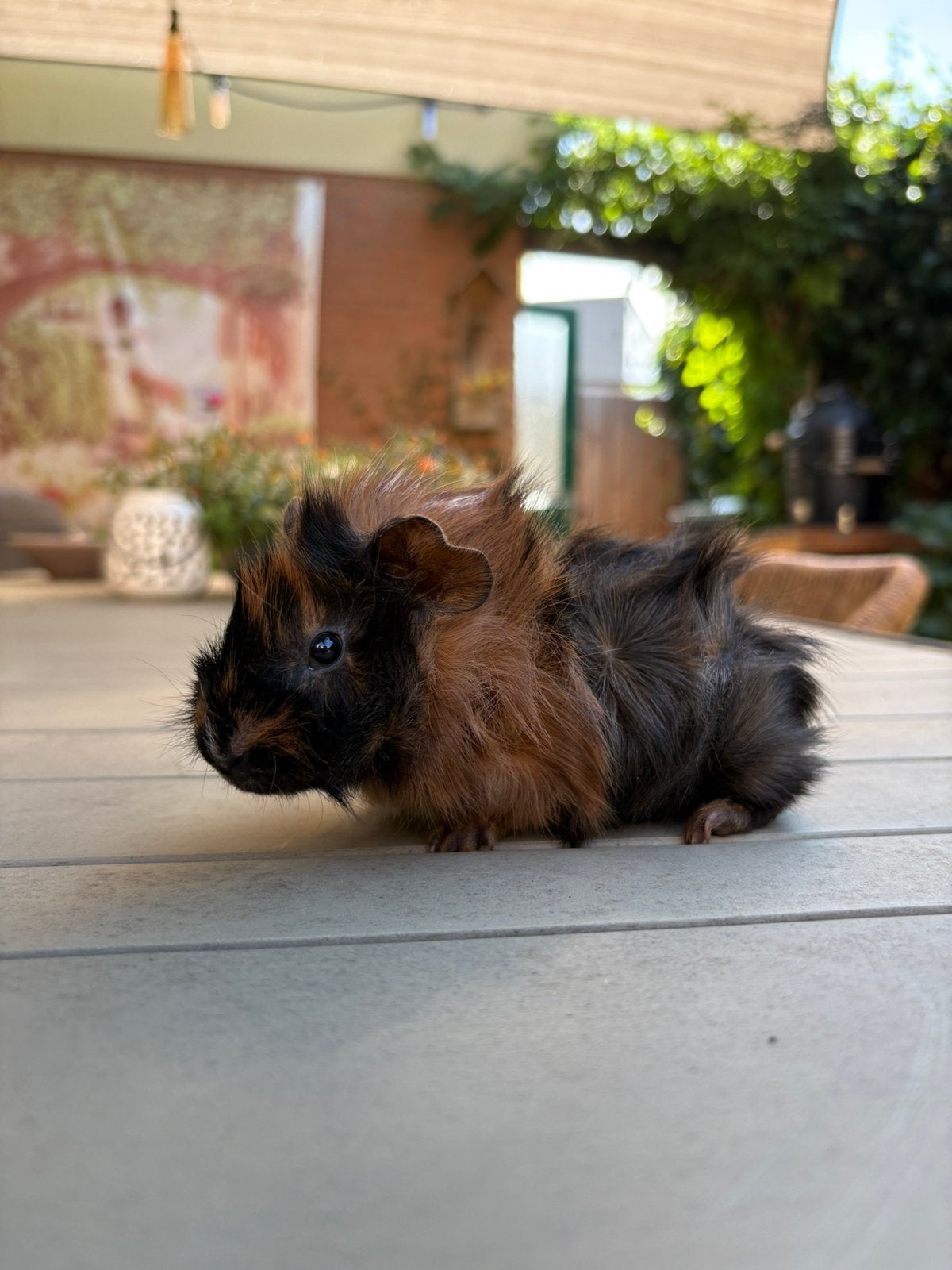 Super lieve jonge cavia, Dieren en Toebehoren, Cavia, Augustus, Mannelijk, Tam