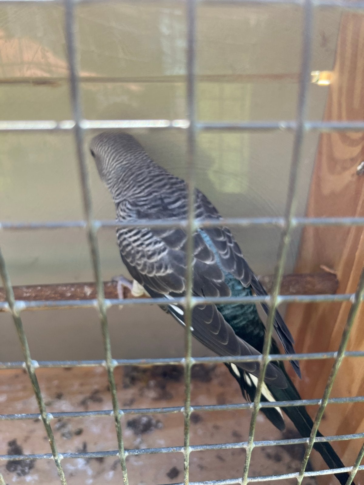 Blackwing man, Dieren en Toebehoren