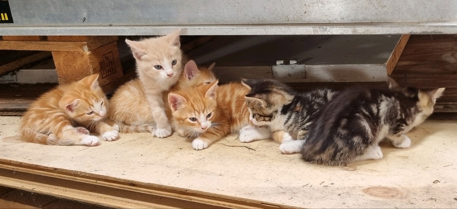 6 Boerderijkittens te koop, Kortharig, 0 tot 2 jaar