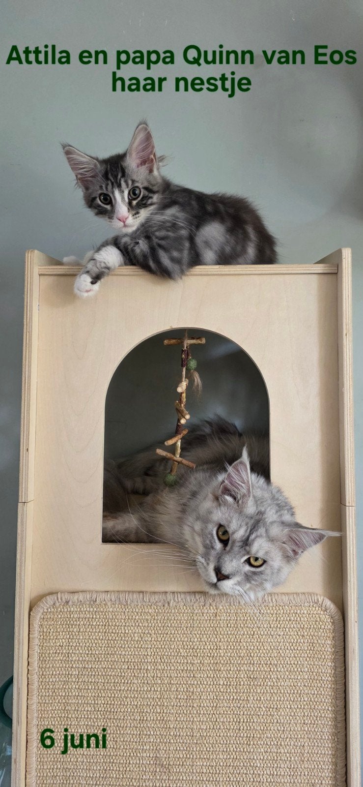 Maine Coon katertje, stamboom,gechipt. Uit geteste ouders, Kater, Met stamboom, 0 tot 2 jaar