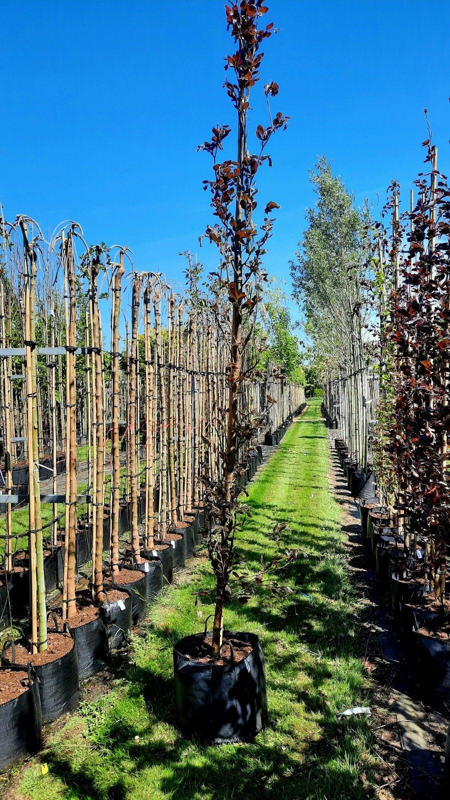 Fagus sylvatica 'Dawyck Purple' (Rode zuilbeuk)🍁, Tuin en Terras, Planten | Bomen, Ophalen, Bloeit niet, Halfschaduw, Overige soorten