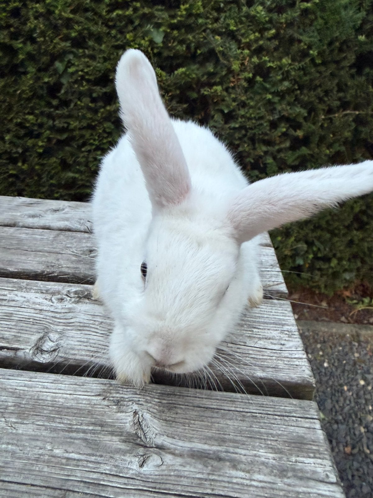 Konijntjes te Koop, Meerdere dieren