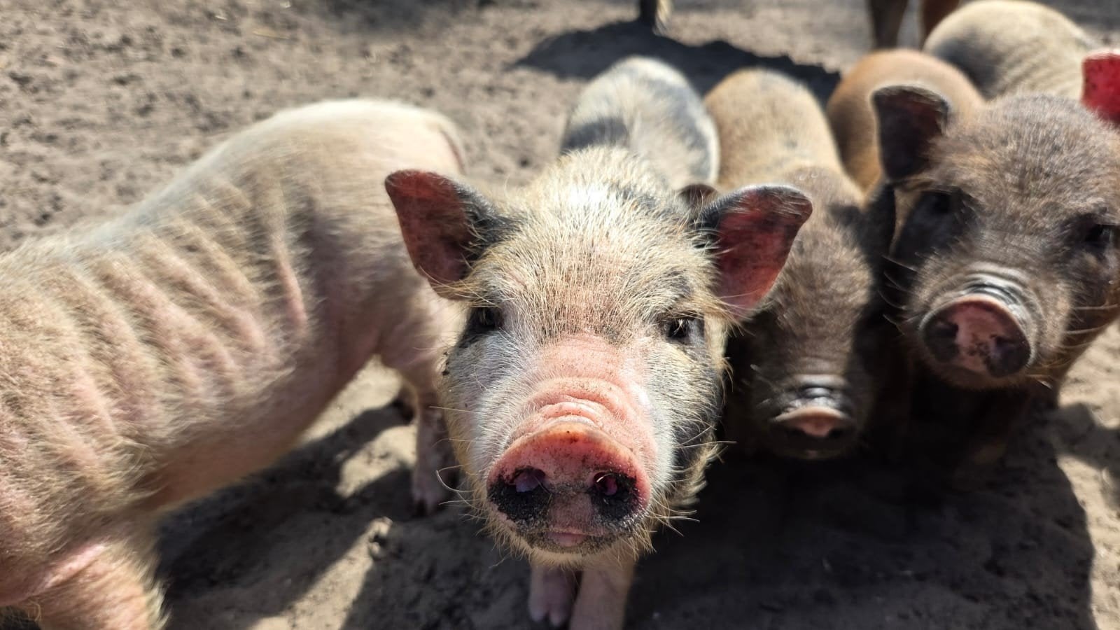 7 mini varkens jongen te koop, Dieren en Toebehoren, Meerdere dieren, Varken, 0 tot 2 jaar