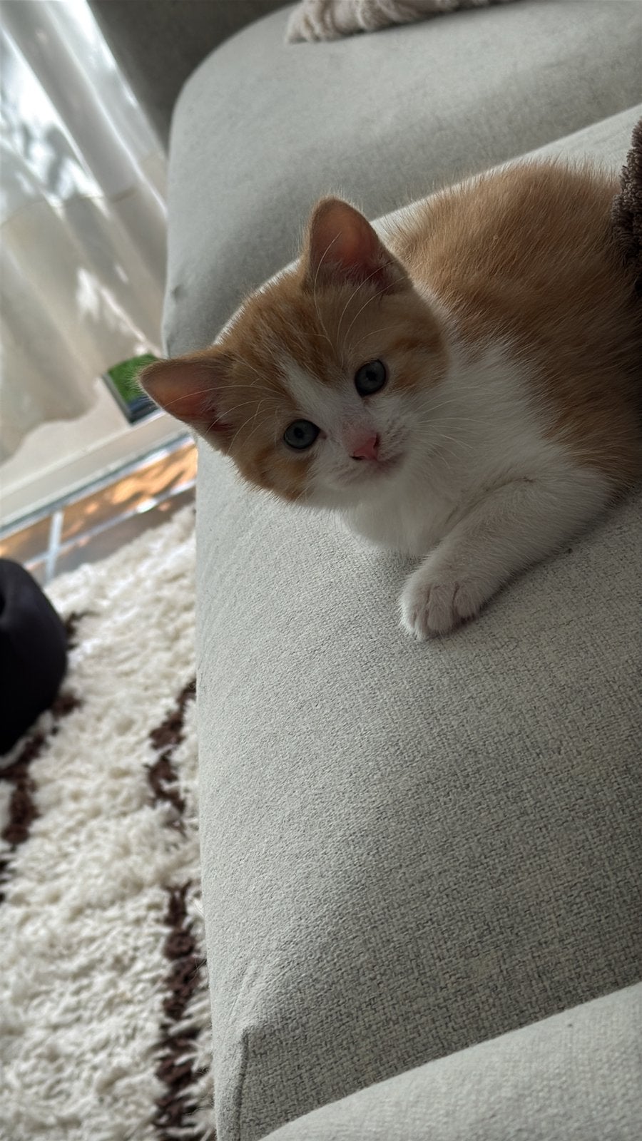 Kitten 7weken oud, Poes