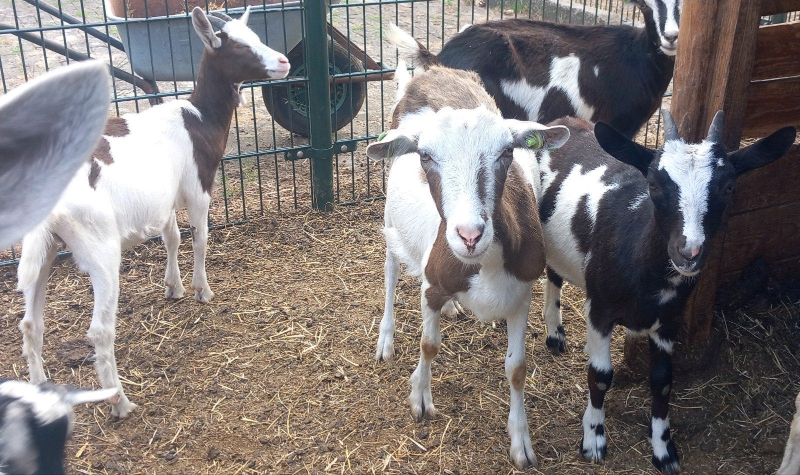 Twee mooie bonte geiten  - Maartensdijk Utrecht, Dieren en Toebehoren, Schapen, Geiten en Varkens, Vrouwelijk, Geit