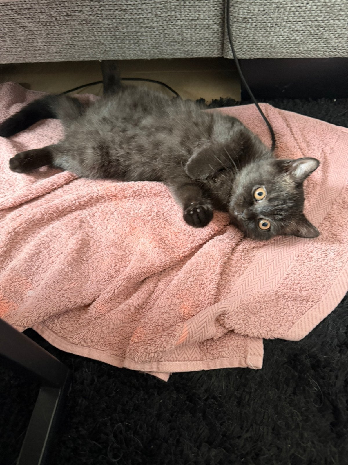 Britse Korthaar Kitten Black Smoke, Poes, Met stamboom, 0 tot 2 jaar