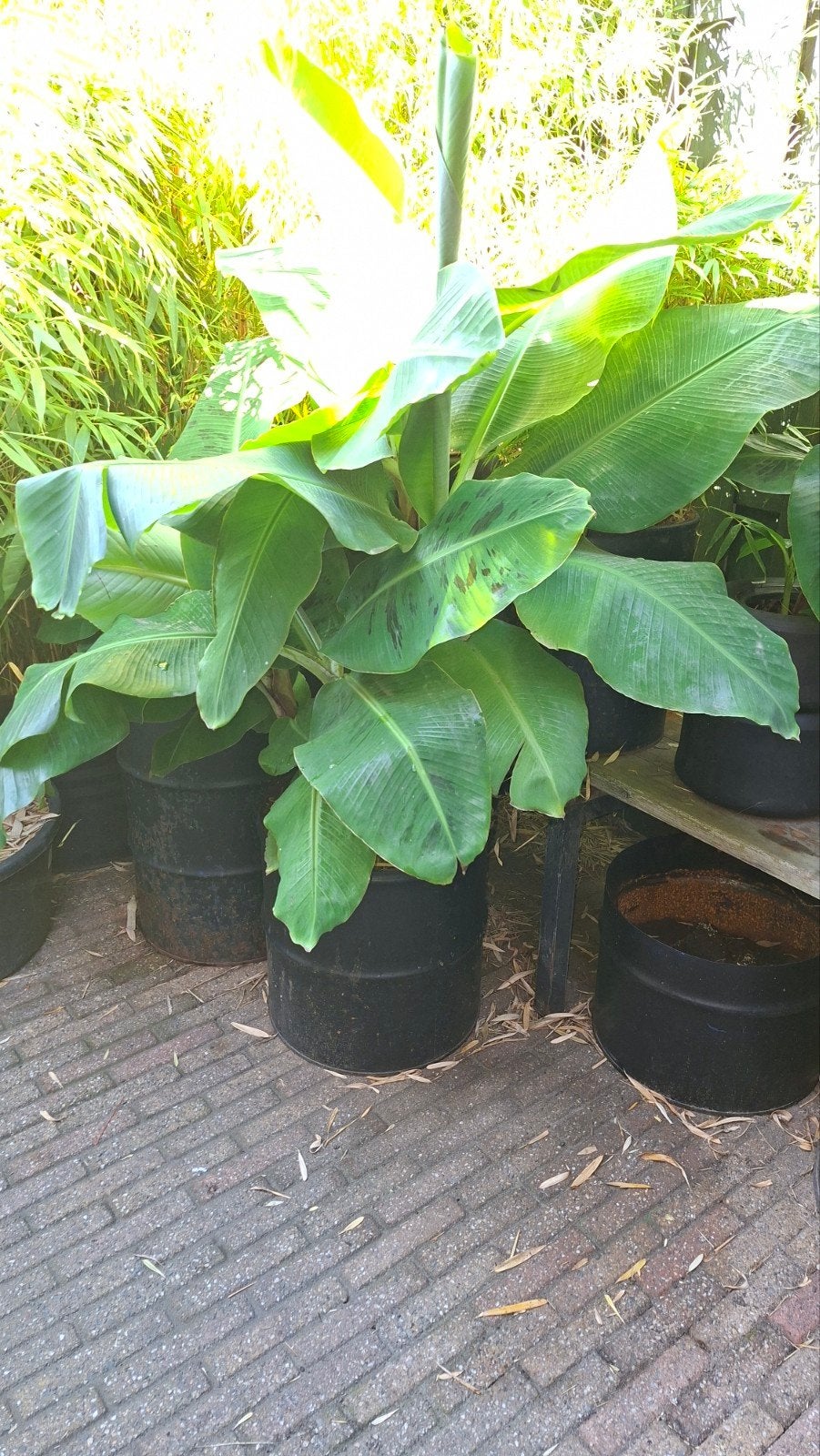 musa , bananenplant, Ophalen of Verzenden, Overige soorten, Volle zon