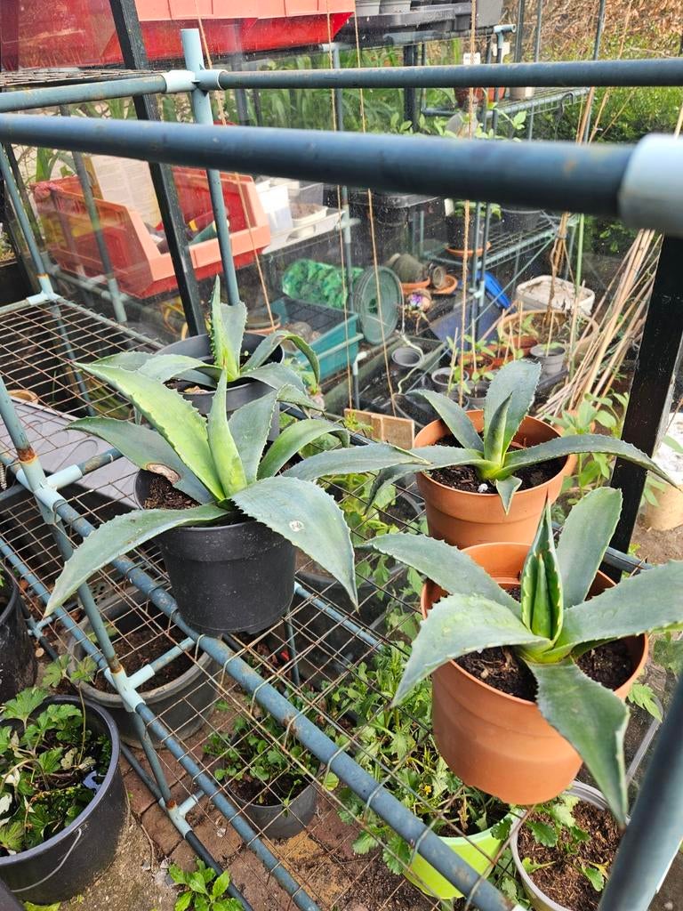 Agava americana, Tuin en Terras, Planten | Tuinplanten, Ophalen, Eenjarig, Overige soorten, Volle zon