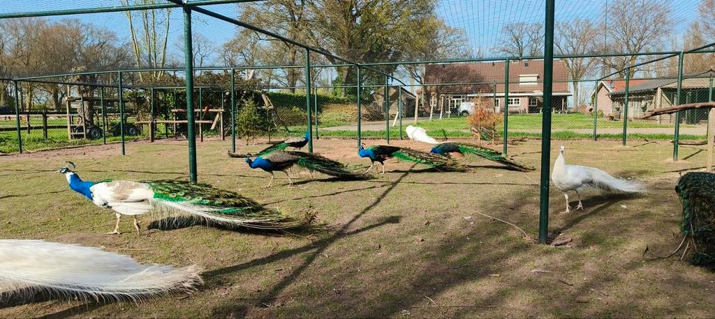 Prachtige pauwen tekoop, Dieren en Toebehoren, Meerdere dieren, Overige soorten