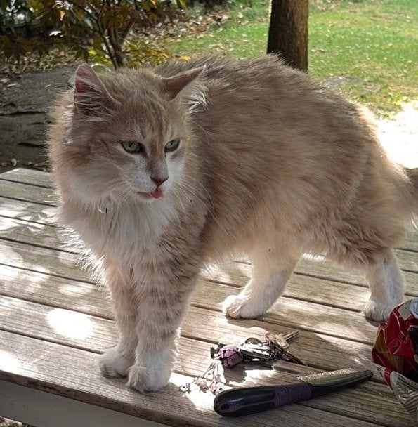 Vermist: Noorse Boskat, poes., Kat