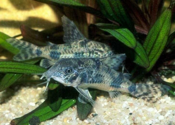 corydoras past in ieder gezeldschap aquarium, Dieren en Toebehoren, Vissen | Aquariumvissen, Vis