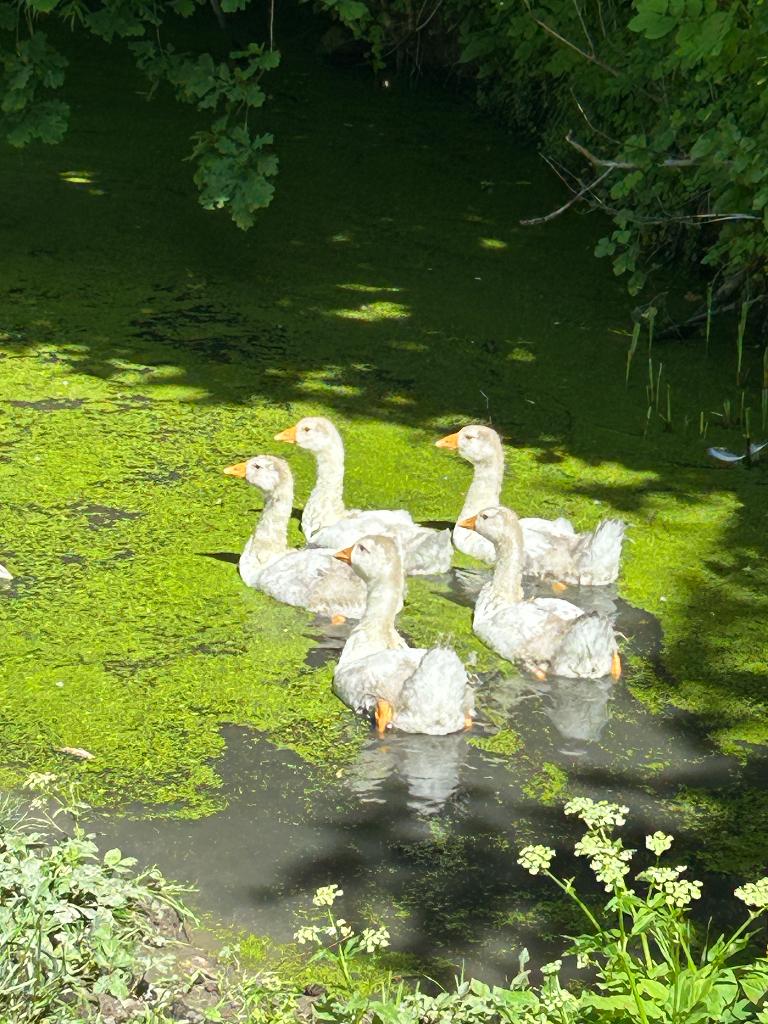 3onge ganzen, Meerdere dieren, Gans of Zwaan