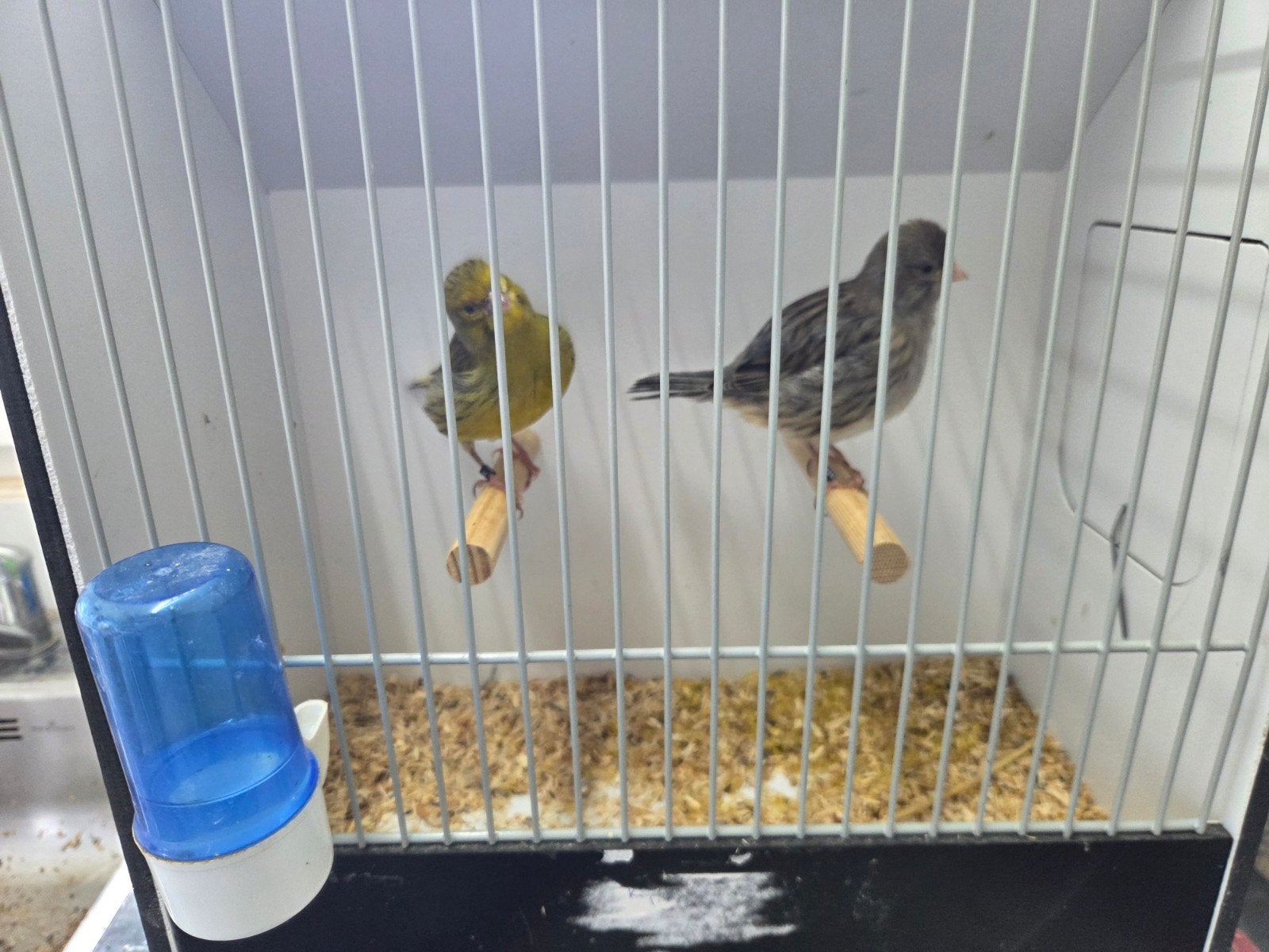 Fife Fancy's, Meerdere dieren