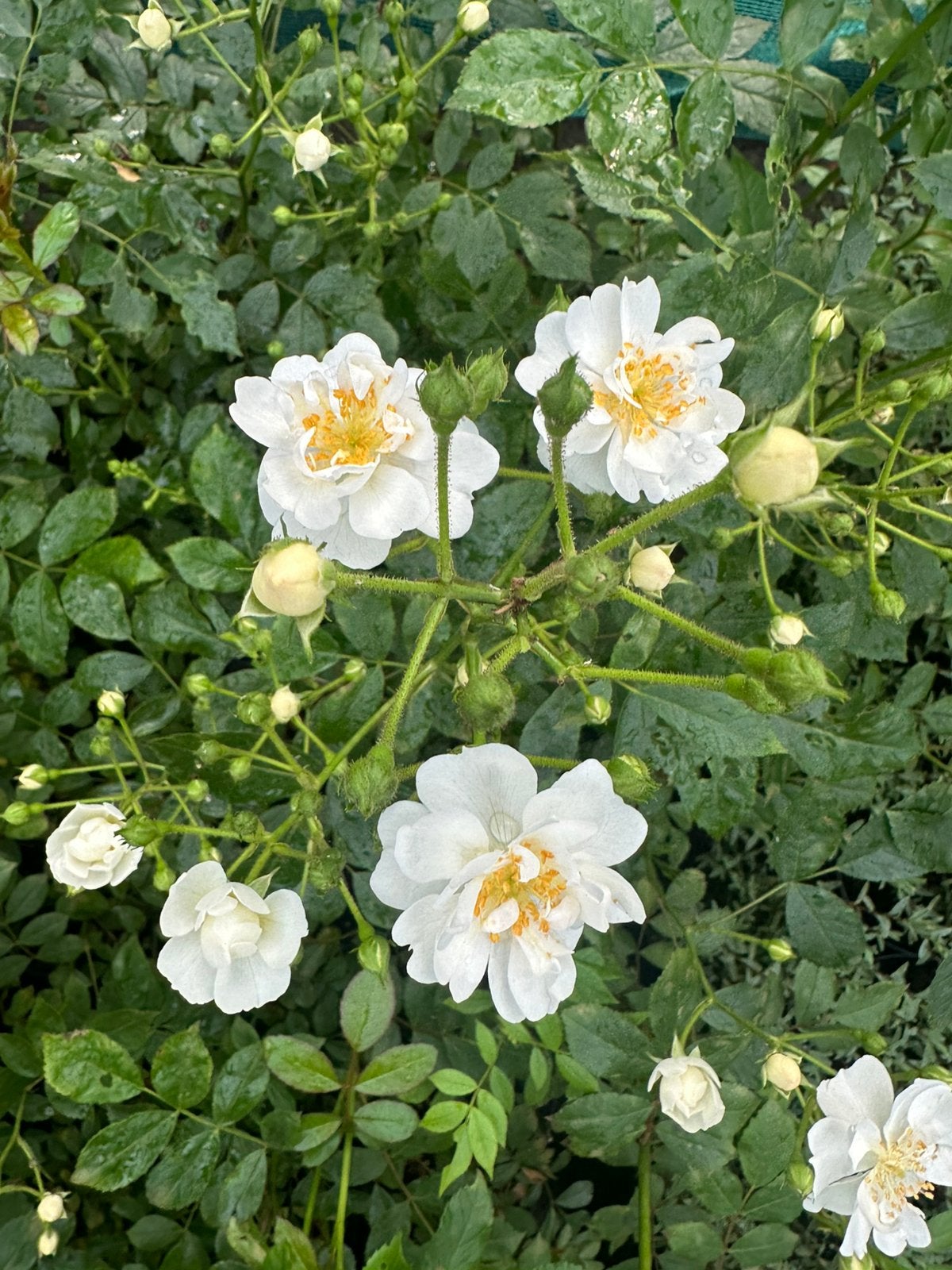 Rosa ‘Guirlande d’Amour’, Tuin en Terras, Bloembollen en Zaden, Ophalen