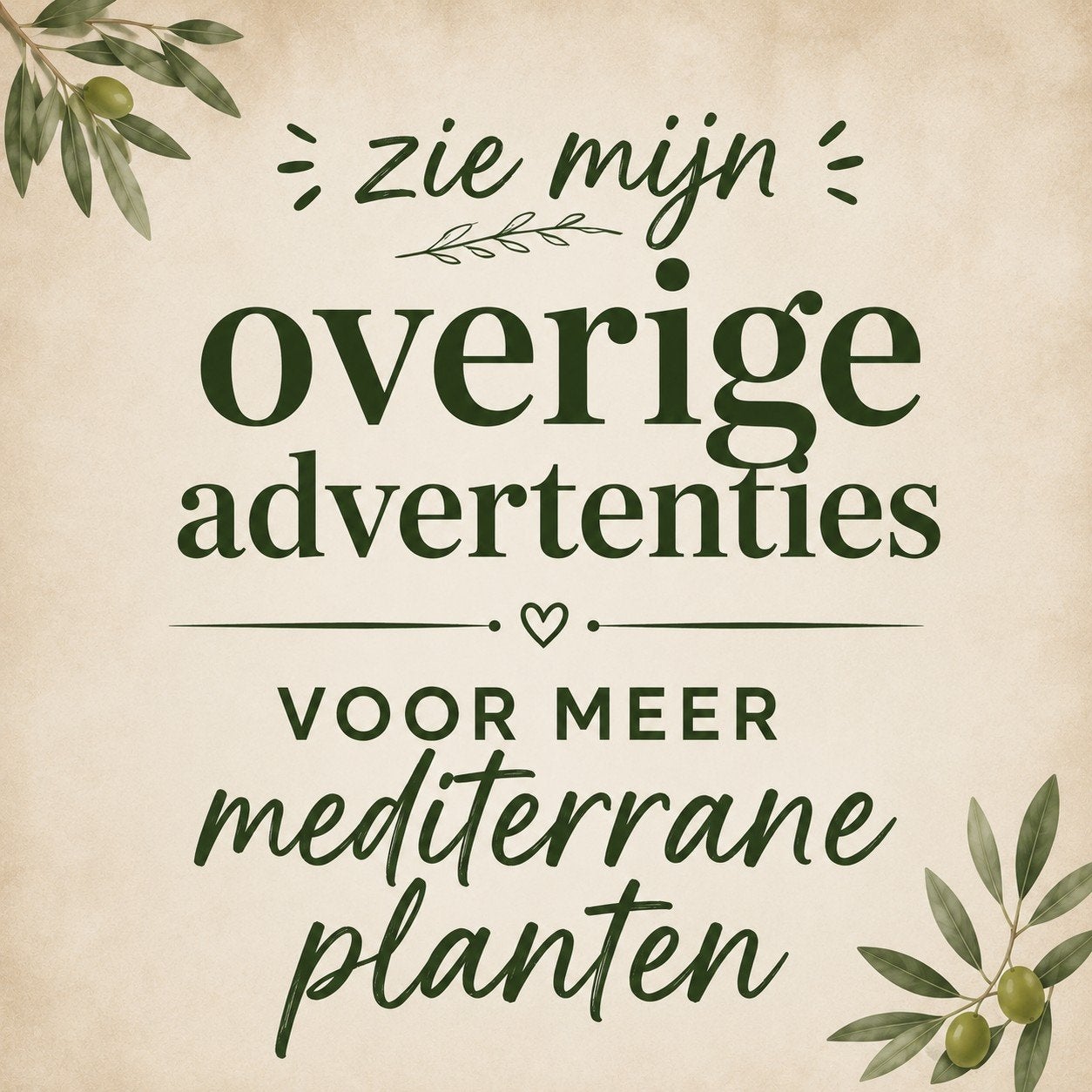 T/M vaderdag🌴 Trachycarpus Fortunei (50-70 cm) Palmbomen🌴, Ophalen, Vaste plant, Overige soorten, Halfschaduw