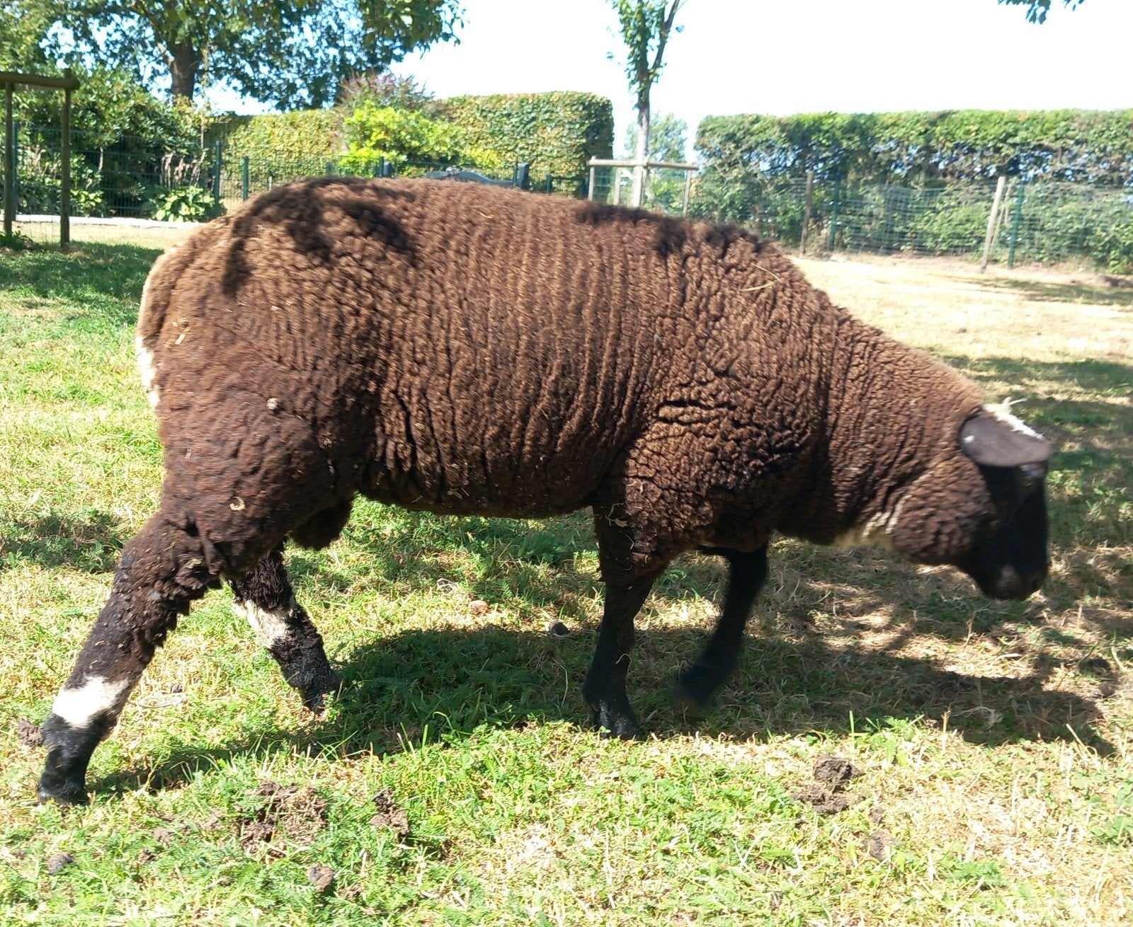 Bonte ram te koop - fokkerij geschikt, Dieren en Toebehoren, Mannelijk, Schaap, 0 tot 2 jaar
