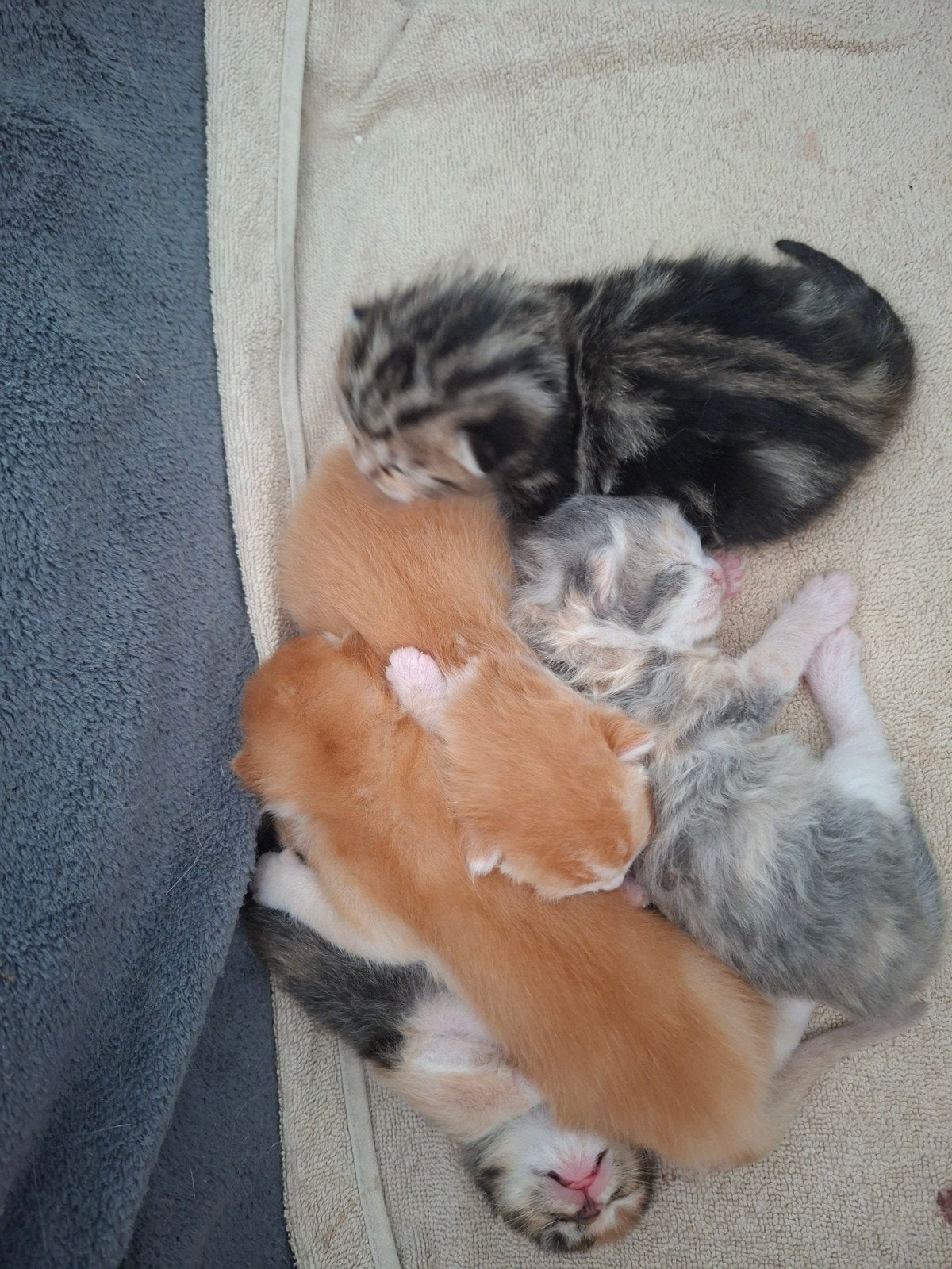 Lieve kittens (kruising Britse/Amerikaanse Korthaar) zoeken, Geslacht onbekend, Kortharig, 0 tot 2 jaar