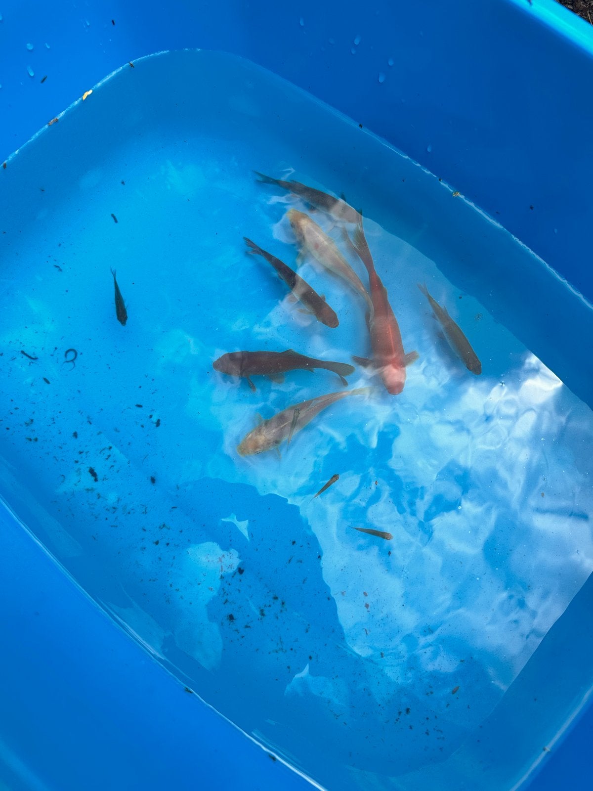 Vis!!, Dieren en Toebehoren, Overige soorten