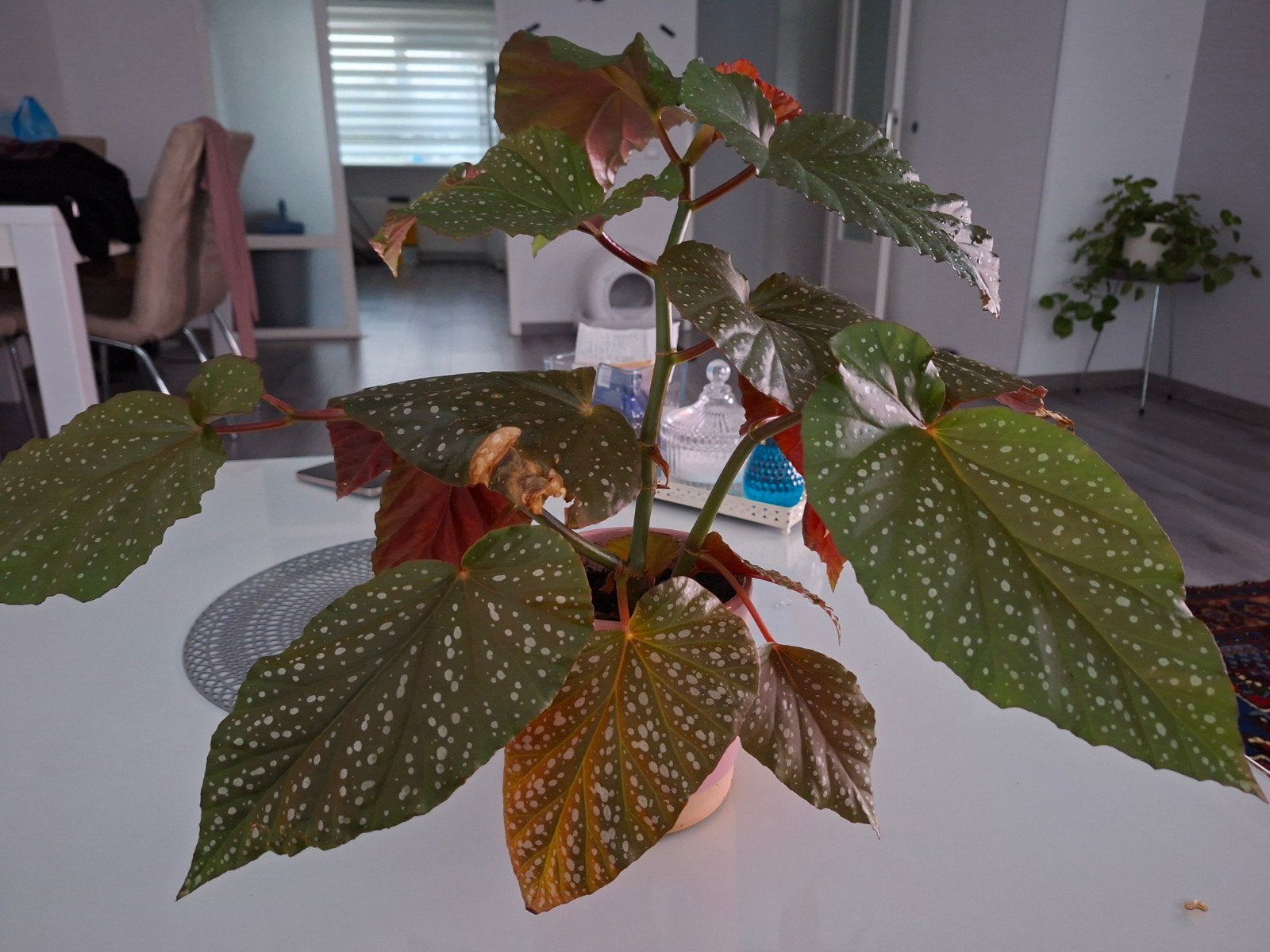 Mooie Begonia Maculata - Polkadot Begonia, Ophalen of Verzenden
