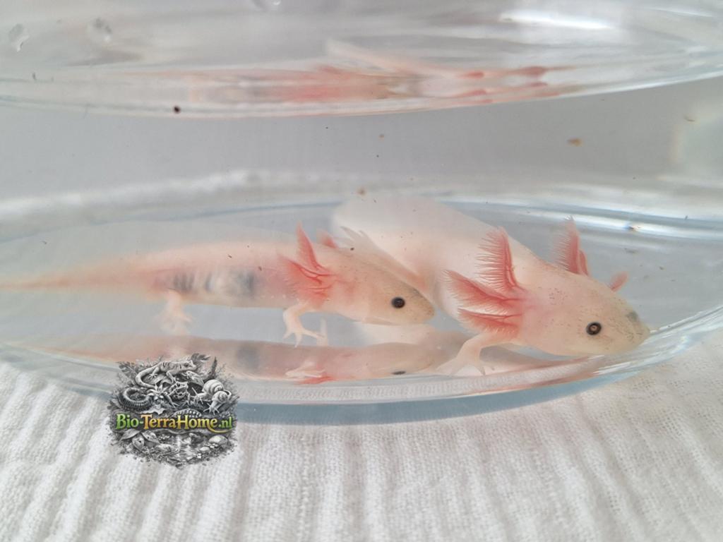 Axolotl ( leugistic kleur), Amfibie, 0 tot 2 jaar
