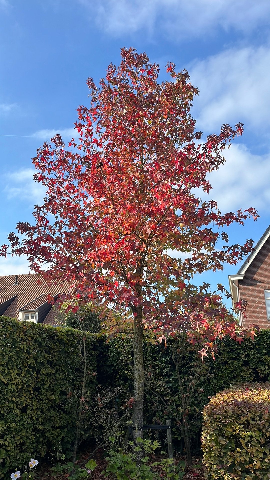 Te koop:5x een kleine Liquidambar, Tuin en Terras, Overige soorten, Lente, Minder dan 100 cm, Ophalen
